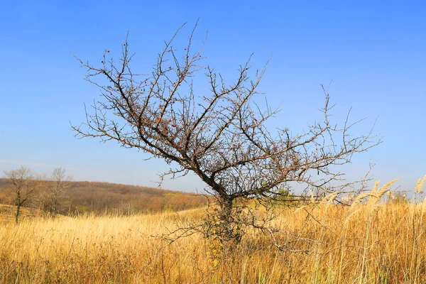 Szene Mit Blattlosem Baum Auf Herbstlich Trockener Graswiese Unter Blauem — Stockfoto