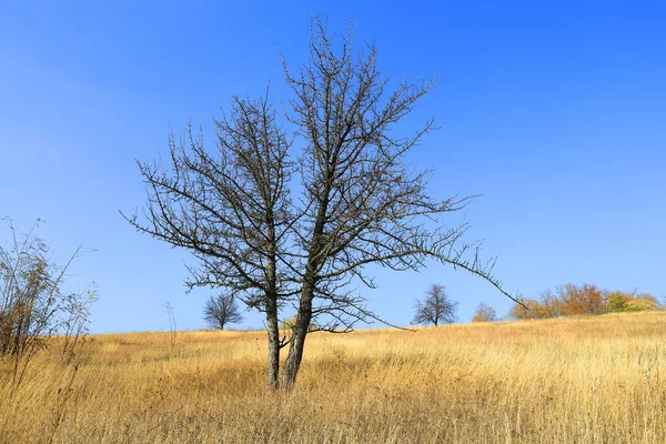 Allein Blätterloser Baum Auf Trockener Graswiese Unter Herbstblauem Himmel — Stockfoto