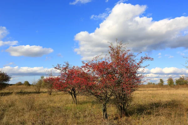 Hawthorn Trees Dry Meadow Sunny Autumn Day — Stock Photo, Image