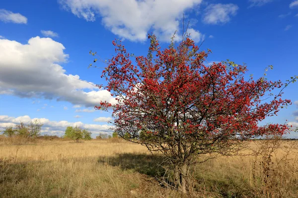 Baum Mit Weißdornfrüchten Auf Einer Trockenen Herbstwiese Unter Schönem Himmel — Stockfoto