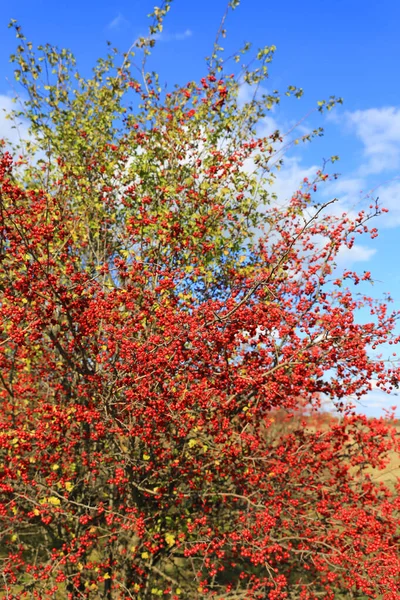 Rote Beeren Weißdornbaum Herbst — Stockfoto