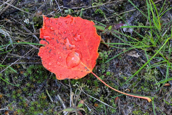 Κόκκινο Φθινοπωρινό Φύλλο Σταγόνες Νερού Στο Έδαφος — Φωτογραφία Αρχείου