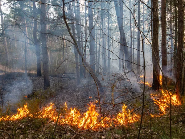 Płonie ogień w lesie, suchej trawy — Zdjęcie stockowe