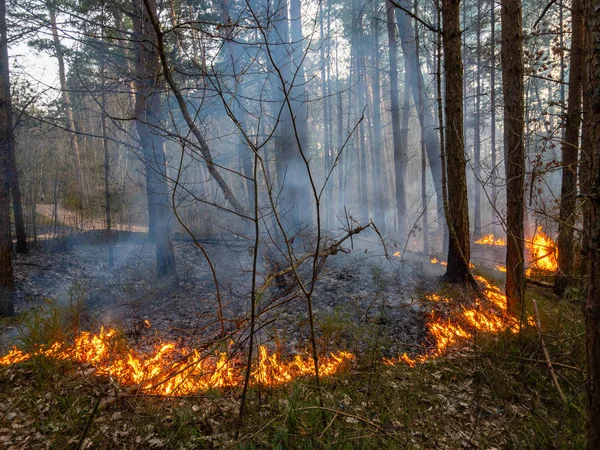 Fuego en el bosque, hierba seca quema —  Fotos de Stock