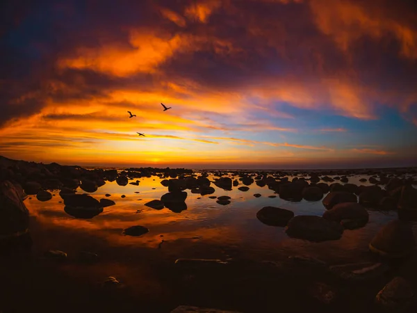 Pôr do sol bonito no lado do mar com cisnes voadores — Fotografia de Stock