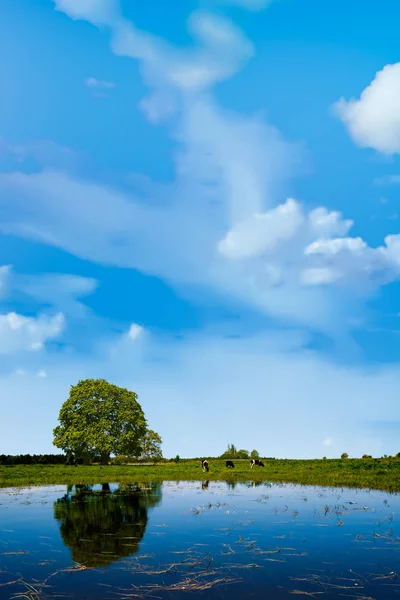 Kühe grasen auf einer Wiese am Teich — Stockfoto