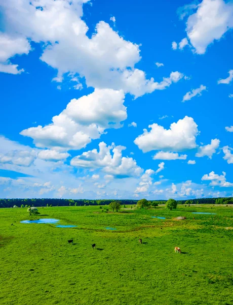 Vacas pastam em um prado perto da lagoa — Fotografia de Stock