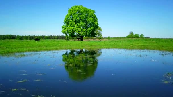 Une vache paître sur une prairie près de l'étang — Video