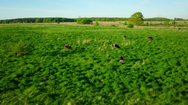 Las vacas pastan en un prado a la hora de verano — Vídeo de stock