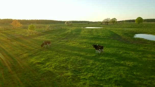 Cows graze on a meadow near the pond — Stock Video