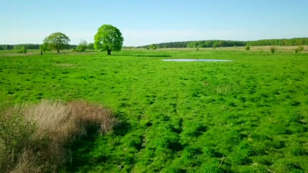 Fredlig sommarlandskap med gröna träd nära sjön — Stockvideo