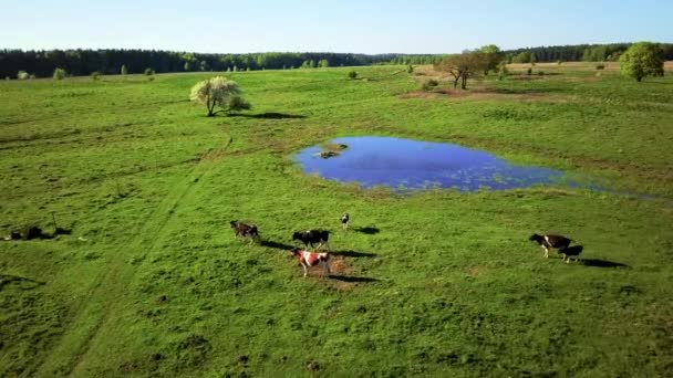 Kühe grasen auf einer Wiese am Teich — Stockvideo