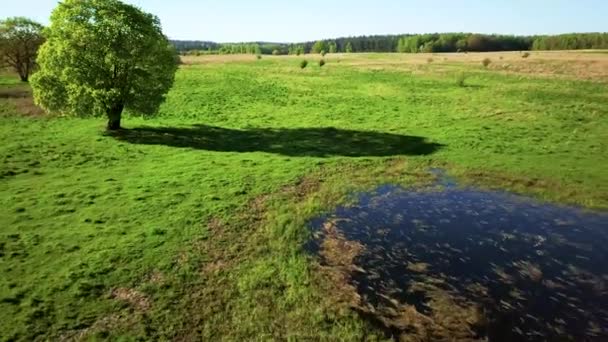 Vreedzame zomer landschap met groene boom in de buurt van het meer — Stockvideo