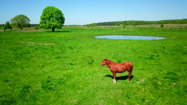 Кінь пасеться на зеленому лузі — стокове відео