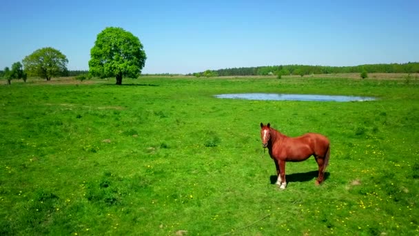 Cheval pâture à prairie verte 