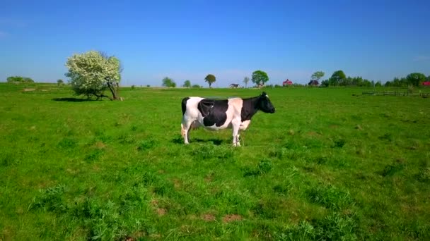 Одна корова пасется на лугу — стоковое видео