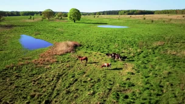 Le mucche pascolano su un prato vicino allo stagno — Video Stock