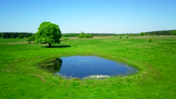 Ruhige Sommerlandschaft mit grünem Baum am See — Stockvideo