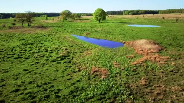 奶牛和一匹马在池塘边的草地上吃草 上面有一条美丽的天空 — 图库视频影像