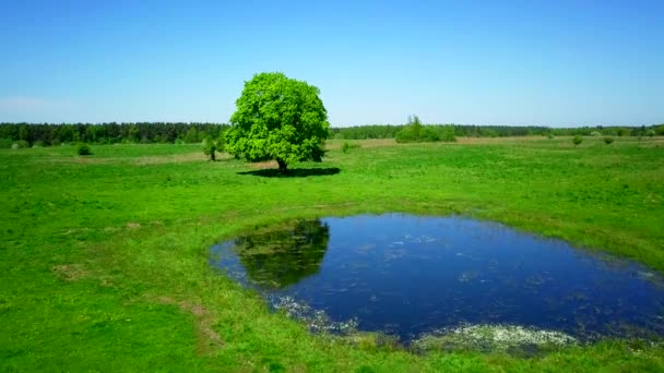 Мирный летний пейзаж с зеленым деревом у озера — стоковое видео