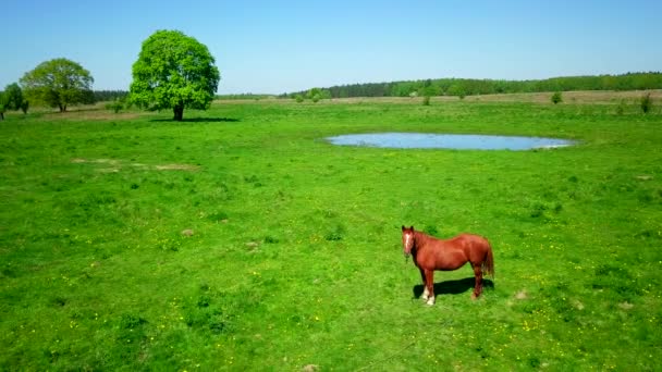 Cheval pâture à prairie verte 