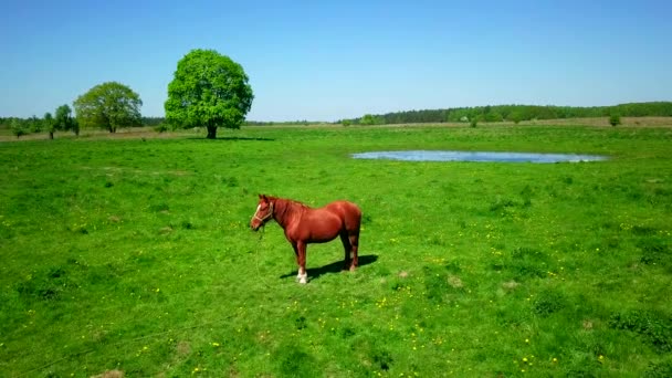 Cheval pâture à prairie verte 
