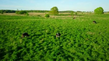 Yaz saati, bir çayır üzerinde inek otlatmak