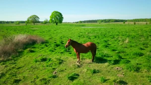 Cheval pâture à prairie verte 