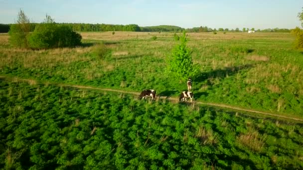 As vacas pastam em um prado na hora de verão — Vídeo de Stock