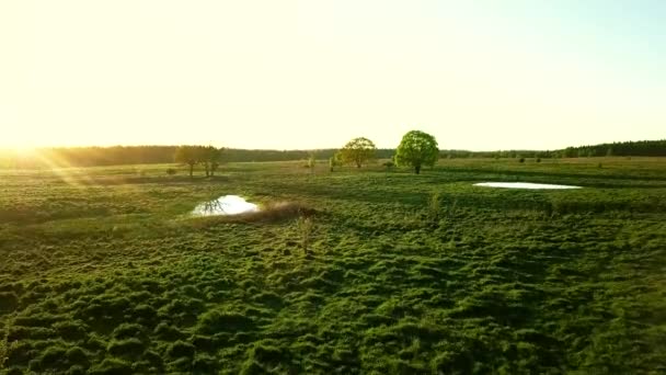 Horse is grazing at green meadow — Stock Video