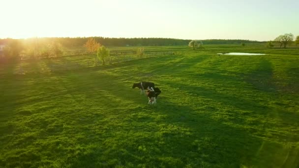 Les vaches paissent dans une prairie près de l'étang — Video