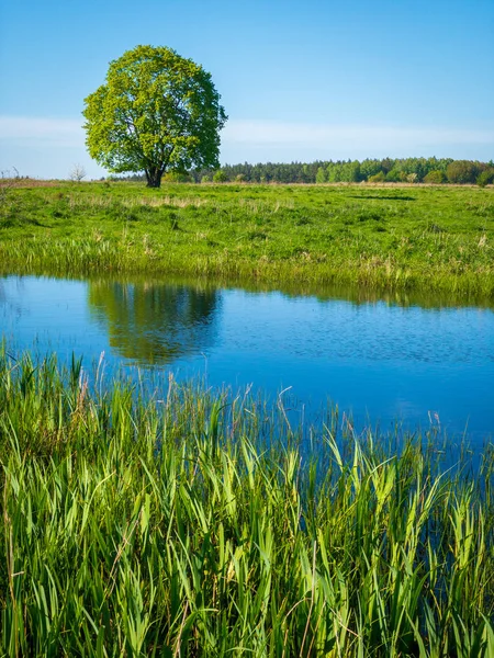 Békés nyári táj a tó közelében zöld fa — Stock Fotó