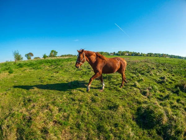 緑の草原に馬を放牧します。 — ストック写真