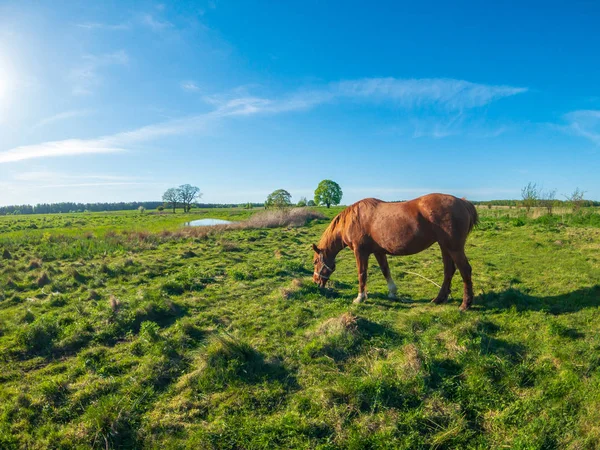 Hästen är på bete på grön äng — Stockfoto