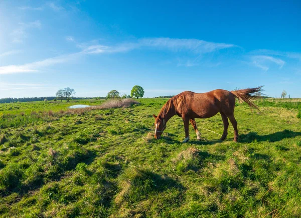 Лошадь пасутся на зеленом лугу — стоковое фото
