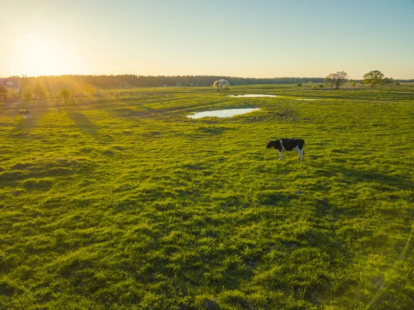 池近くの牧草地に牛を放牧します。 — ストック写真