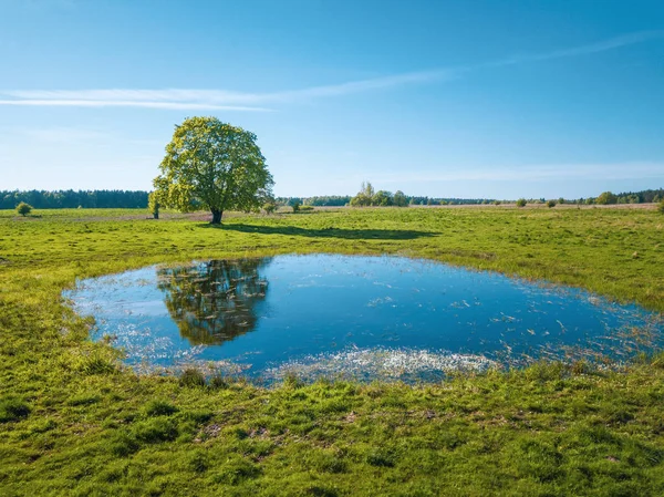 Спокійний літній пейзаж з зеленим деревом біля озера — стокове фото