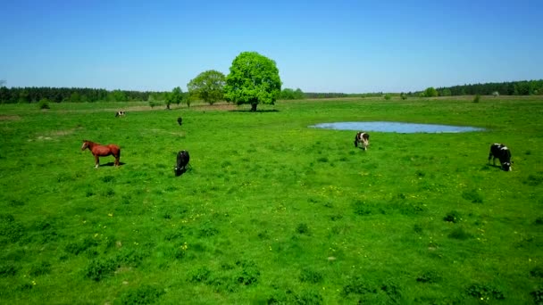 Koeien grazen op een weide in de buurt van de vijver — Stockvideo