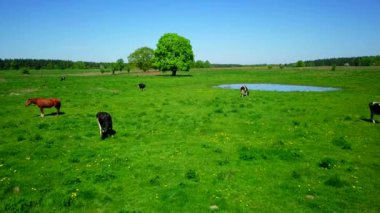 Gölet yakınındaki bir çayır üzerinde inek otlatmak