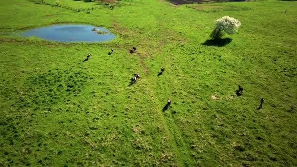 Vacas pastam em um prado perto da lagoa — Vídeo de Stock