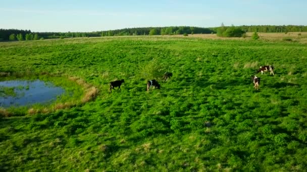 Cows graze on a meadow near the pond — Stock Video