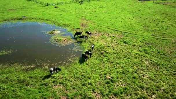 Корови пасуться на лузі біля ставка — стокове відео
