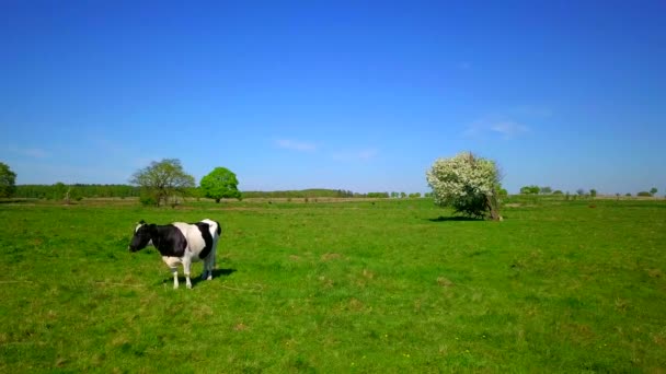 Une vache paître sur une prairie 