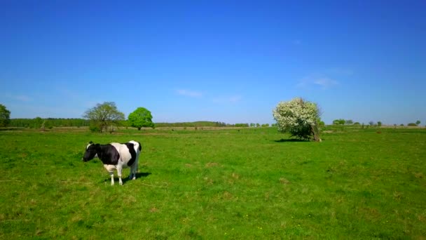 Une vache paître sur une prairie — Video