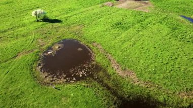 Gölet yakınındaki bir çayır üzerinde bir inek grazes