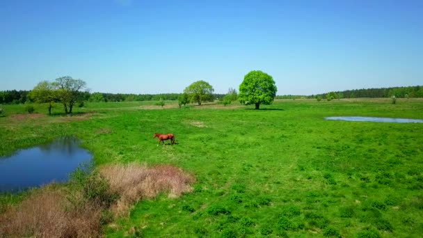 马在绿草甸放牧 — 图库视频影像