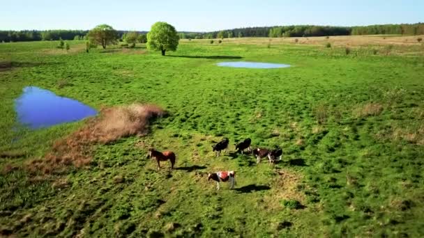 Koeien grazen op een weide op zomertijd — Stockvideo