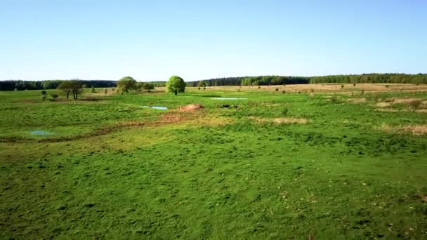 Peaceful summer landscape with green tree near the lake — Stock Video