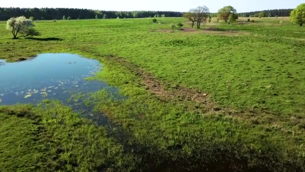 池近くの牧草地で牛一頭をかすめる — ストック動画