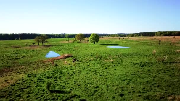 Le mucche pascolano su un prato all'ora legale — Video Stock